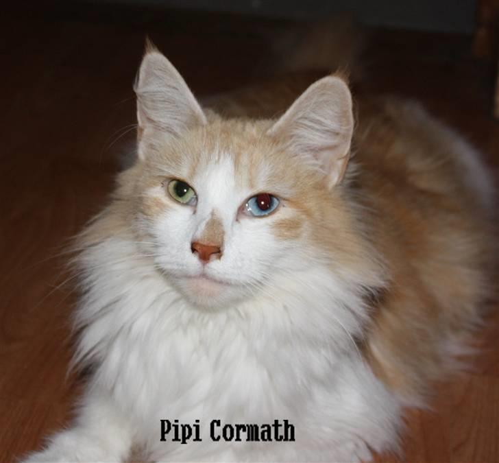 Norsk Skovkat cormats pipi billede 8