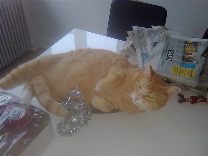 Huskat Mango billede 16