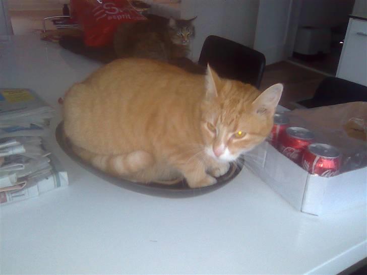 Huskat Mango billede 17