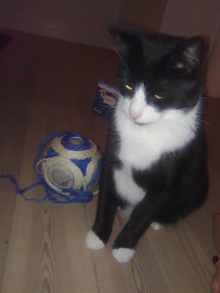 Huskat Chilie billede 8