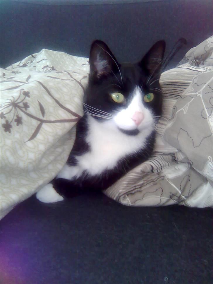 Huskat Chilie billede 9