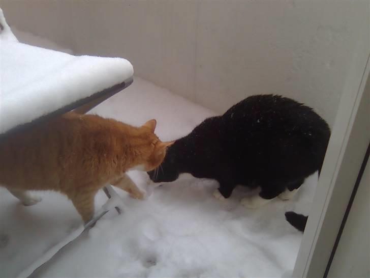 Huskat Chilie billede 10