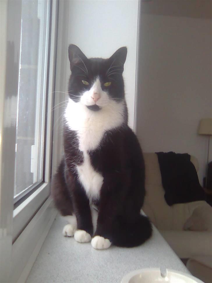 Huskat Chilie billede 11