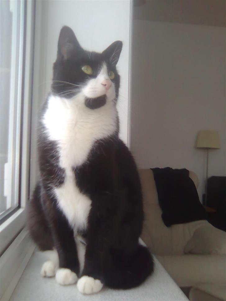 Huskat Chilie billede 12