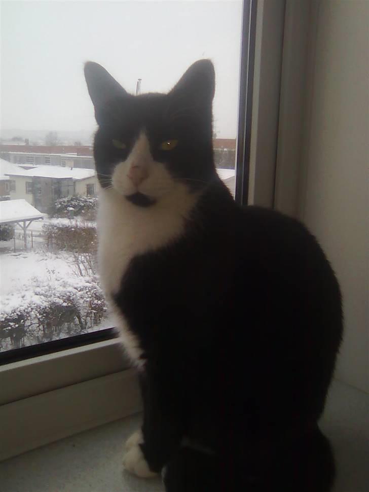 Huskat Chilie billede 13