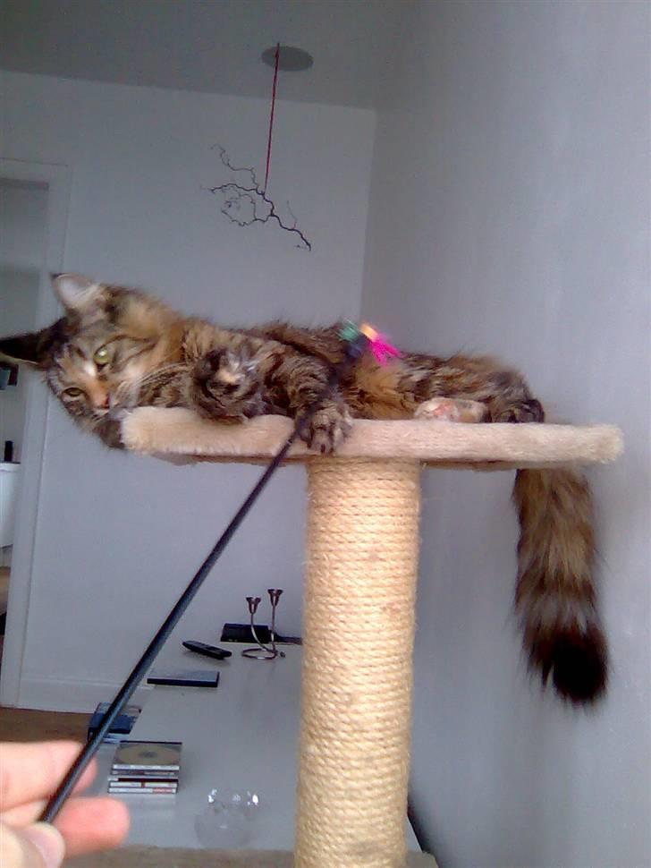 Maine Coon Fanta billede 15