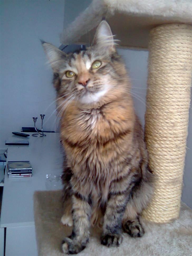 Maine Coon Fanta billede 16