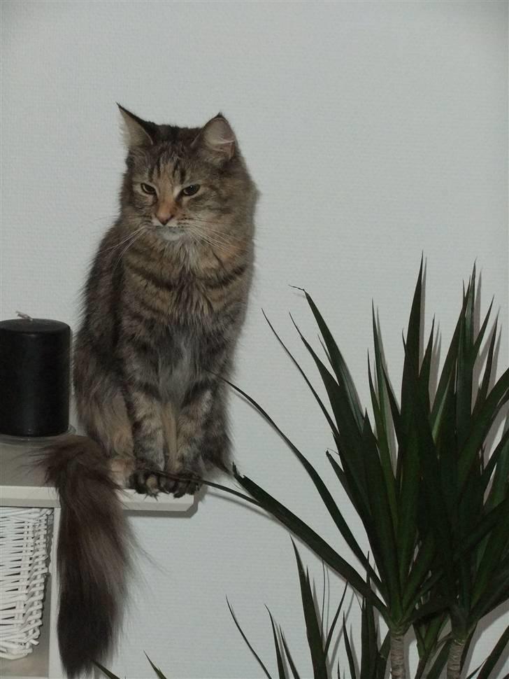 Maine Coon Fanta billede 17