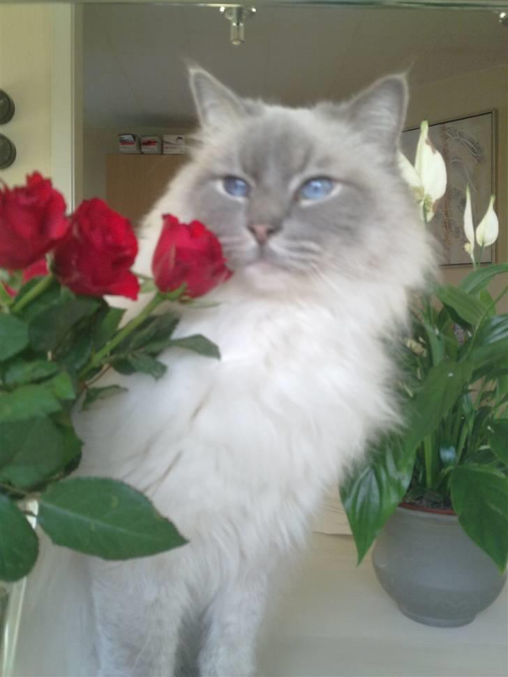 Ragdoll Svend billede 1