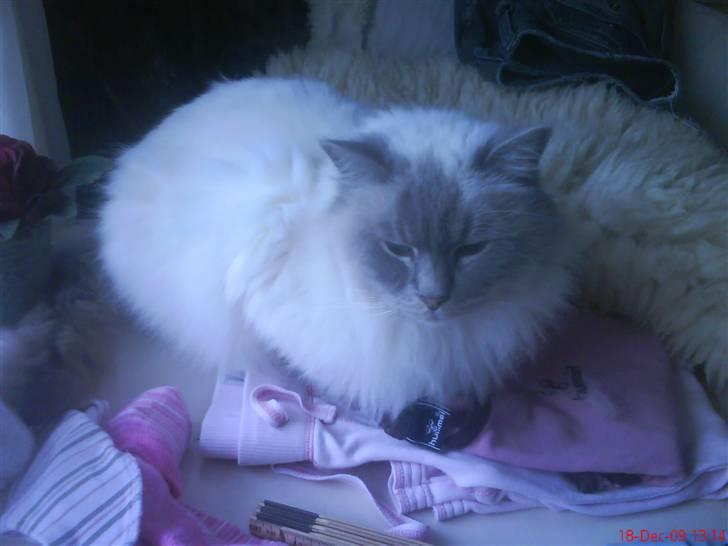 Ragdoll Svend billede 2