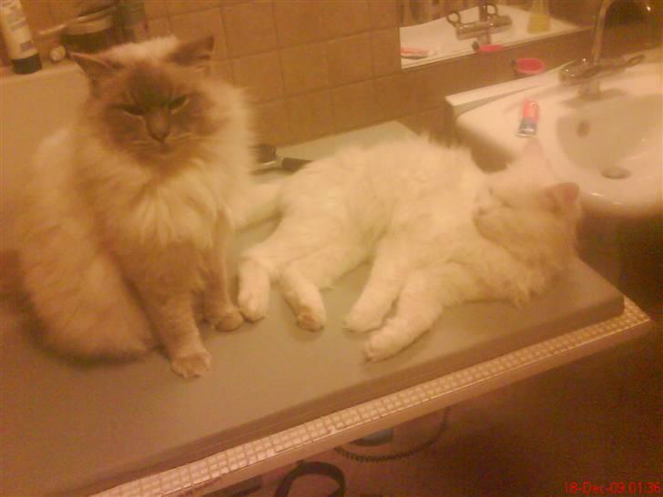 Ragdoll Svend billede 3