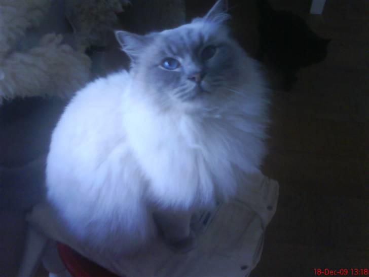 Ragdoll Svend billede 4