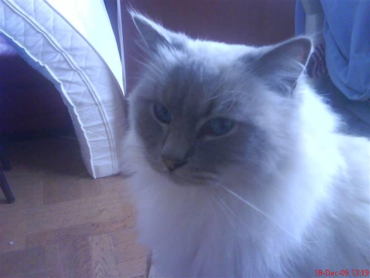 Ragdoll Svend billede 5