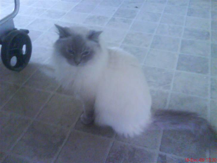 Ragdoll Svend billede 6