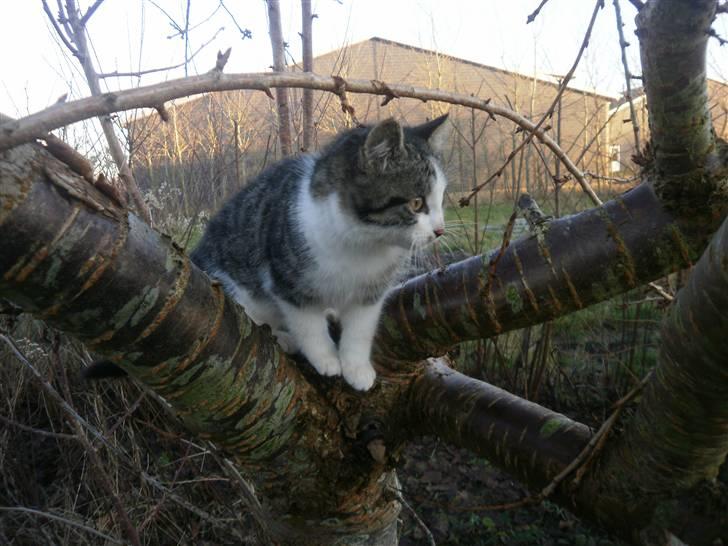 Huskat Fart Striber billede 12