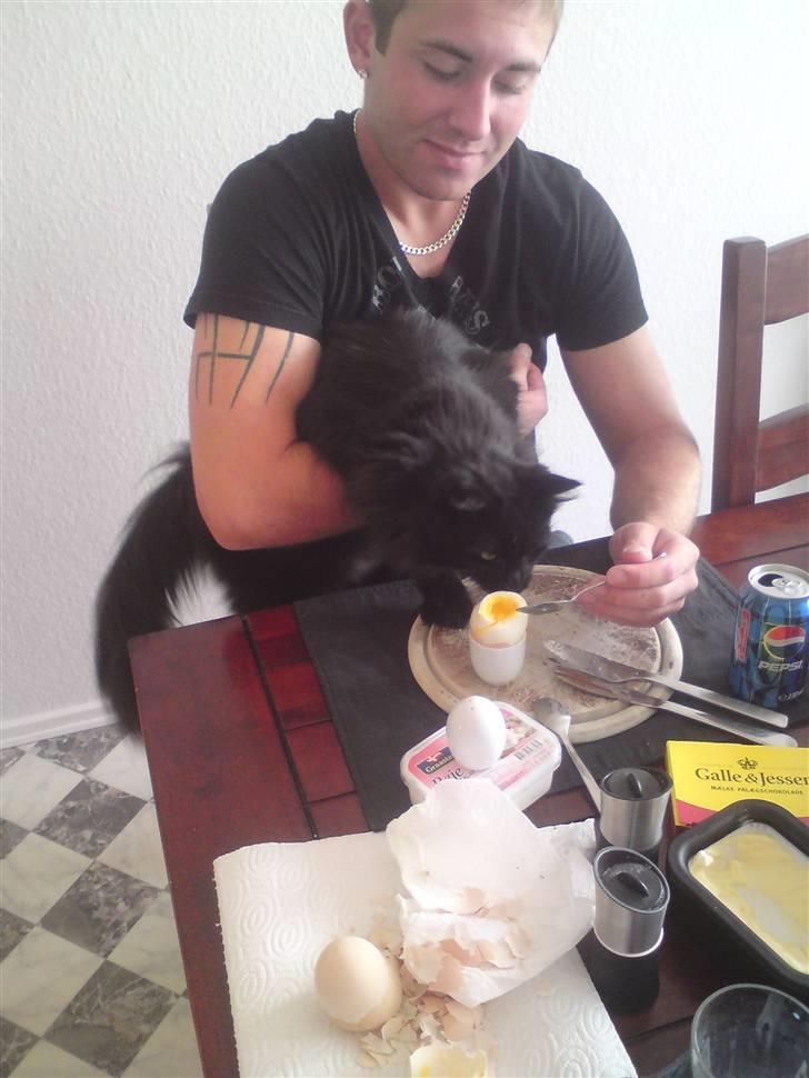 Maine Coon Baby billede 9