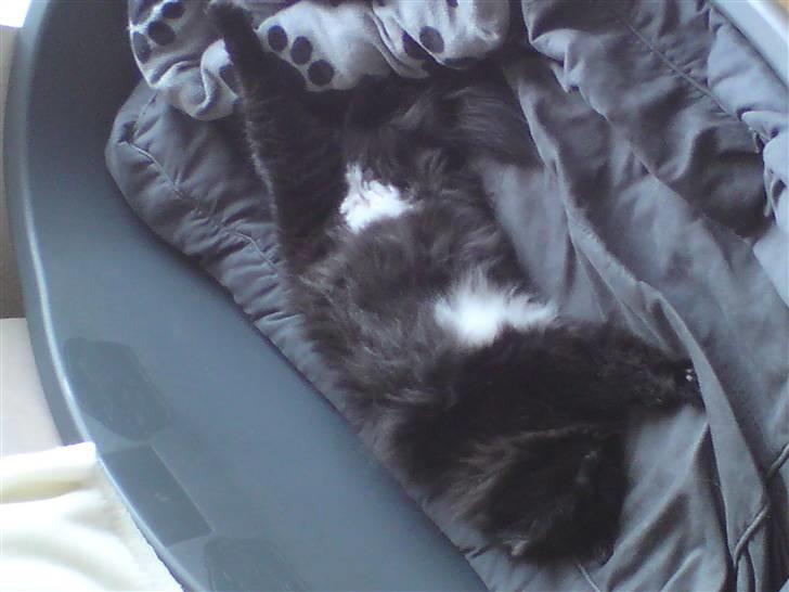 Maine Coon Baby billede 10