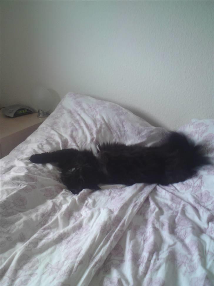 Maine Coon Baby billede 11