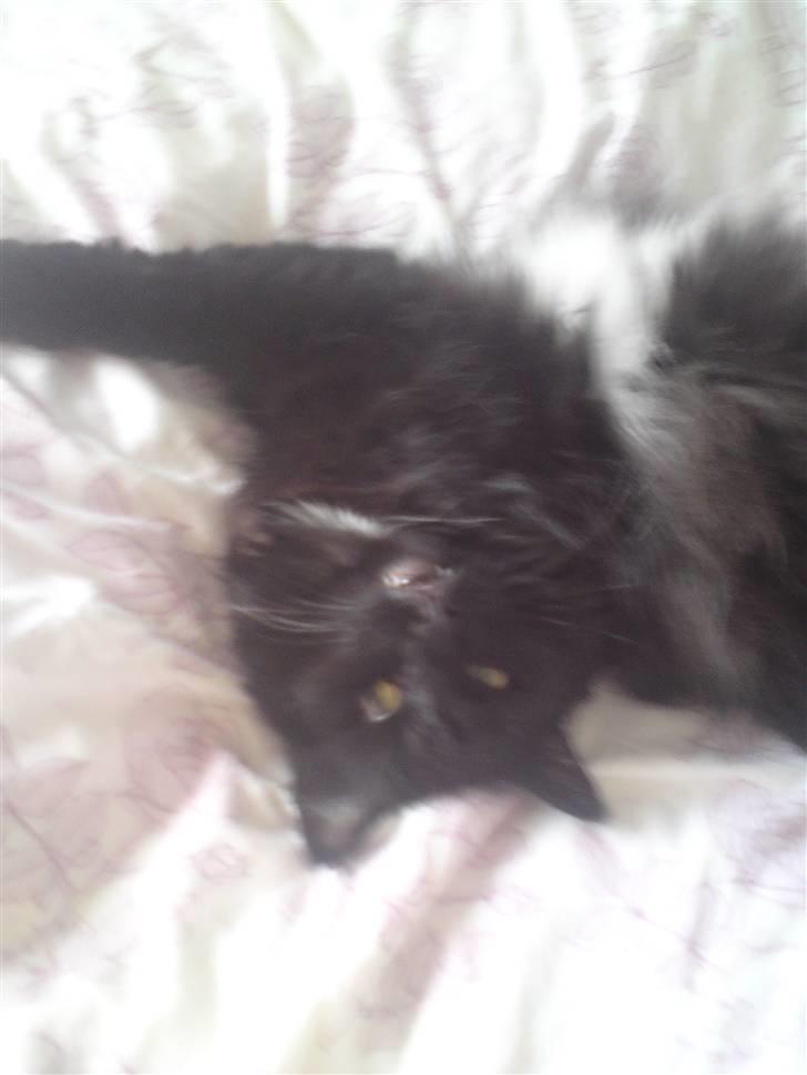 Maine Coon Baby billede 12