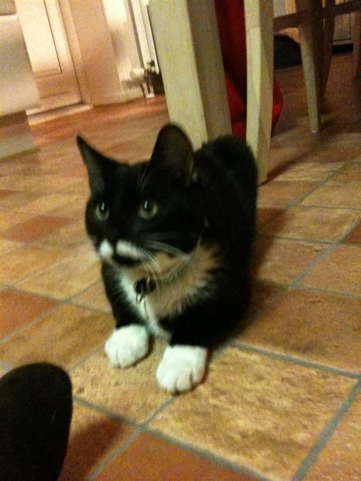 Blanding af racer Findus <3333 R.I.P :'( <3 - Smukke Findus <3 billede 1