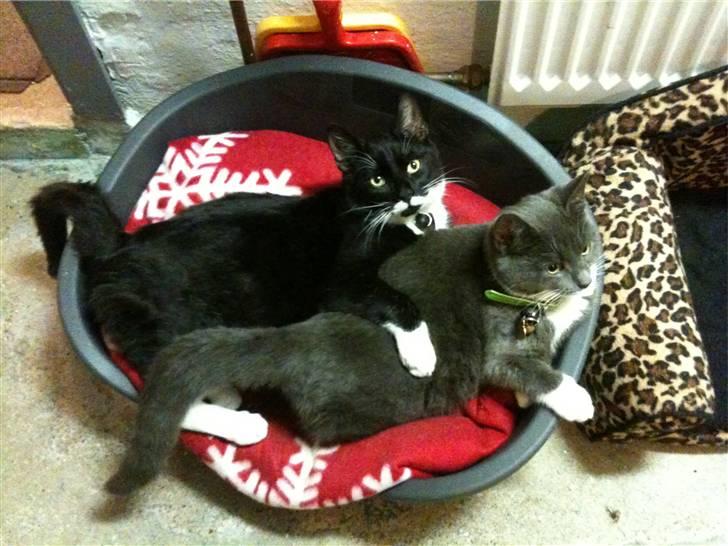 Blanding af racer Findus <3333 R.I.P :'( <3 - Findus sammen med sin søster Gråmis :-) billede 2