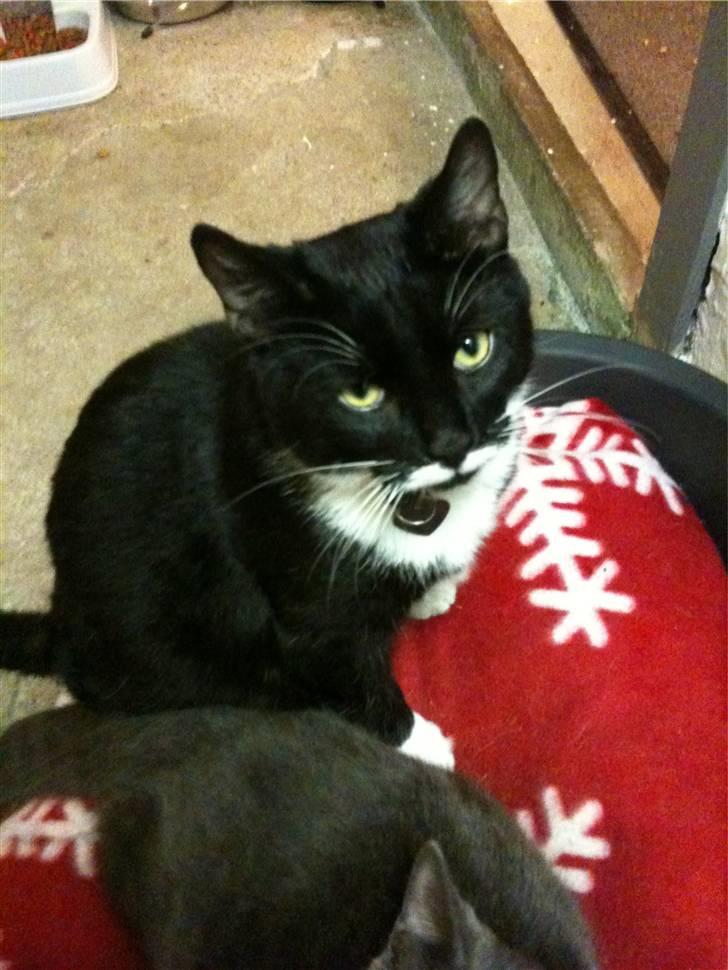 Blanding af racer Findus <3333 R.I.P :'( <3 billede 3