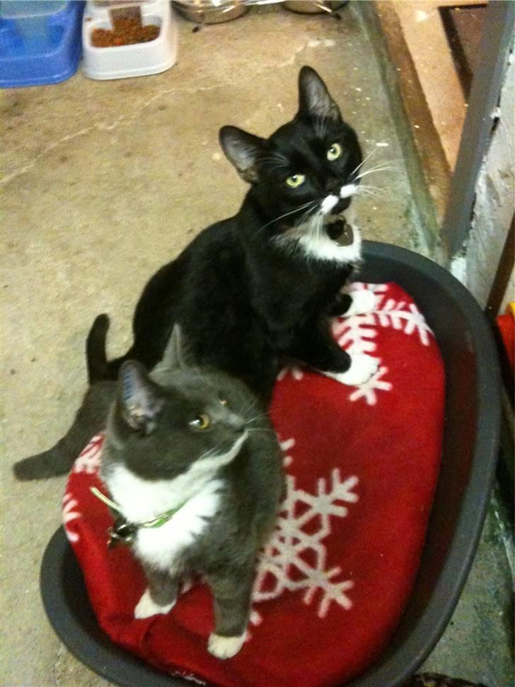 Blanding af racer Findus <3333 R.I.P :'( <3 billede 4