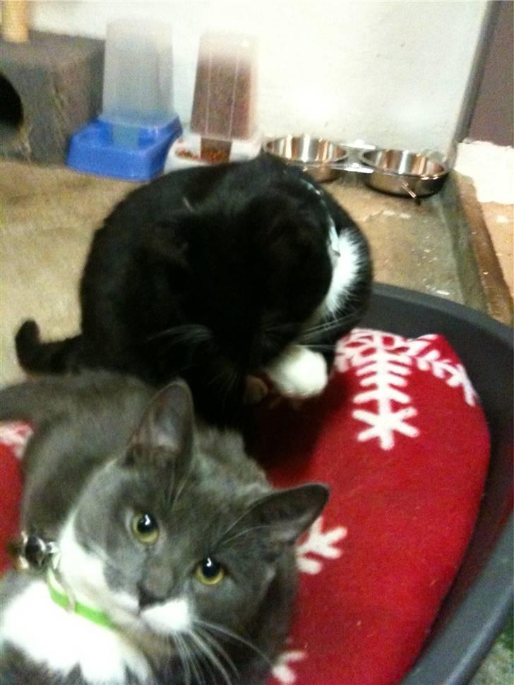 Blanding af racer Findus <3333 R.I.P :'( <3 billede 5