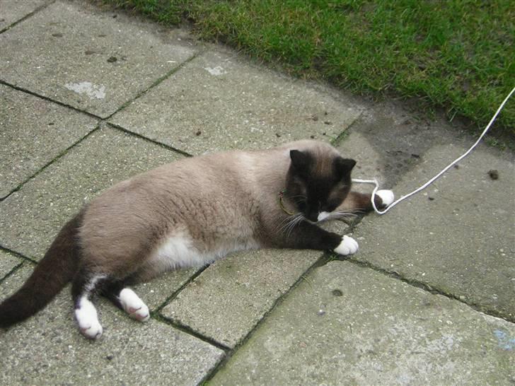 Blanding af racer Smokey Jaw-jaw R.I.P<333 - Velkommen til Jaw-jaw´s profil :-) billede 1