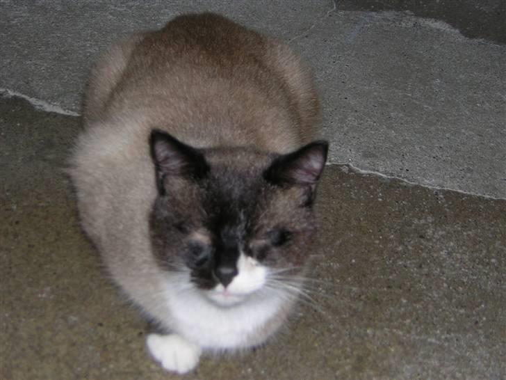 Blanding af racer Smokey Jaw-jaw R.I.P<333 - Inden han blev opereret i øjnene. billede 3