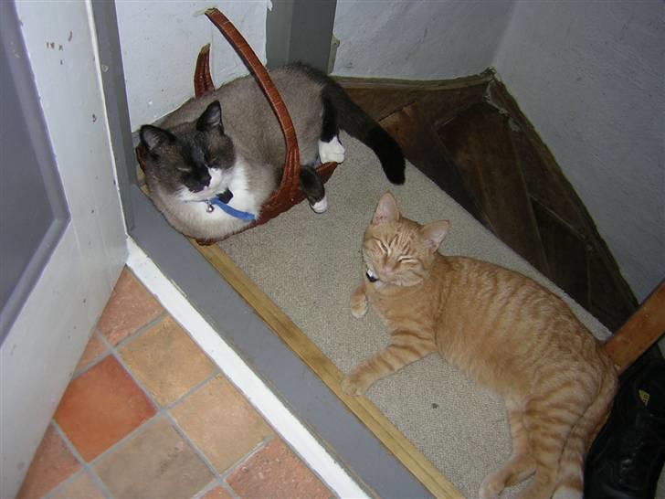 Blanding af racer Smokey Jaw-jaw R.I.P<333 - Jaw-jaw sammen med Prins :-) billede 4