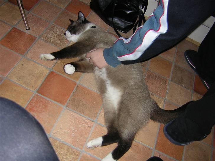 Blanding af racer Smokey Jaw-jaw R.I.P<333 - "årh nus mig på maven :D" billede 5