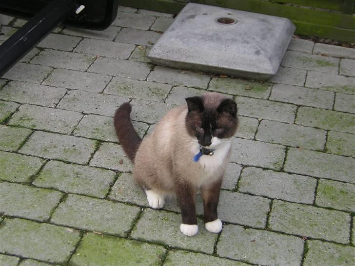 Blanding af racer Smokey Jaw-jaw R.I.P<333 billede 6