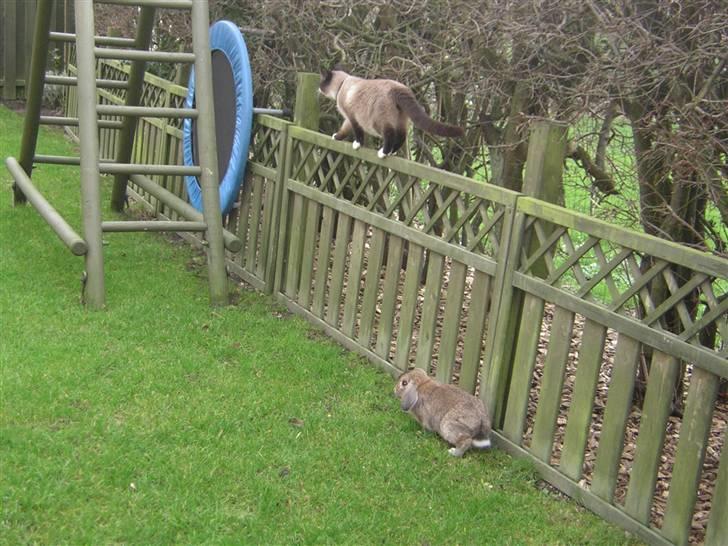 Blanding af racer Smokey Jaw-jaw R.I.P<333 billede 7