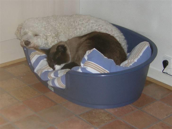 Blanding af racer Smokey Jaw-jaw R.I.P<333 - Jaw-jaw sammen med min afdøde hund <3 billede 8