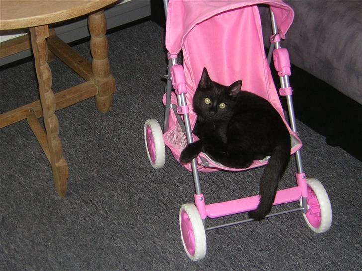 Blanding af racer Choko Black Devil <3333 billede 1