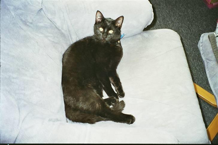 Blanding af racer Choko Black Devil <3333 billede 2