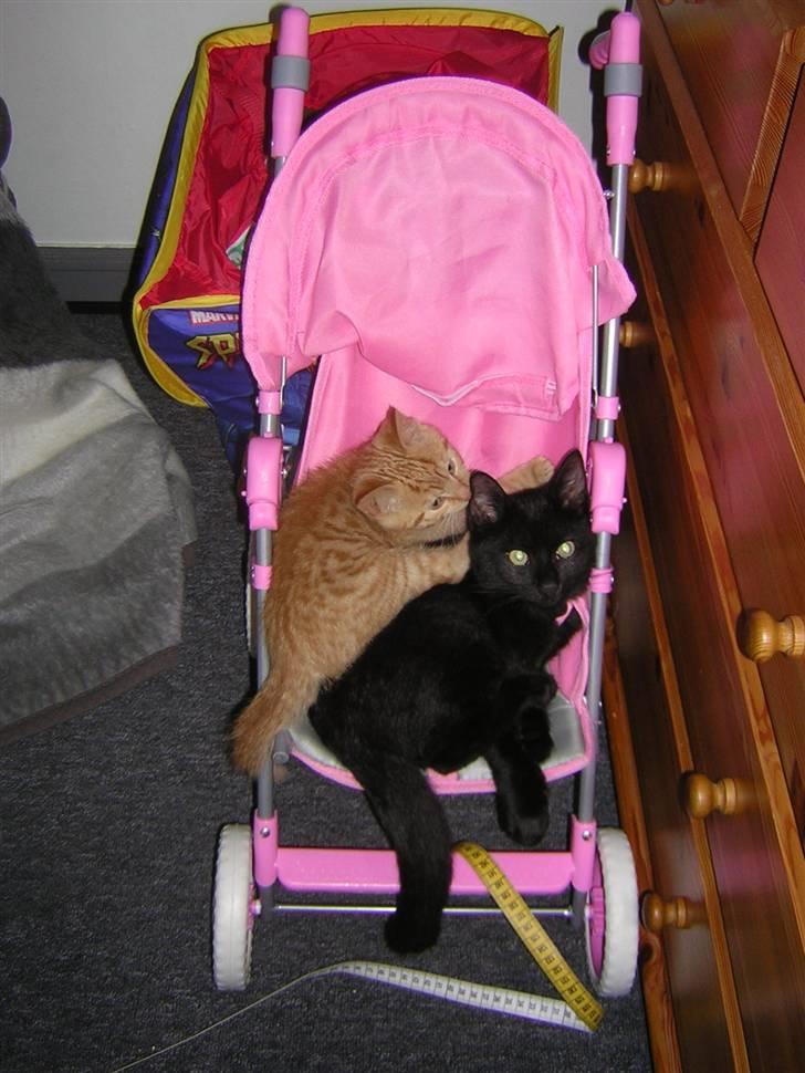 Blanding af racer Choko Black Devil <3333 billede 5