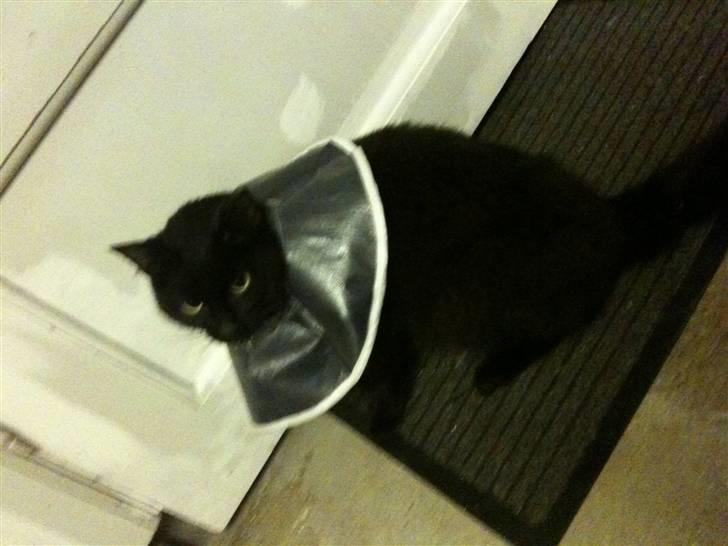 Blanding af racer Choko Black Devil <3333 - Dette billede er taget idag, da han kom hjem fra dyrlægen <3 billede 7