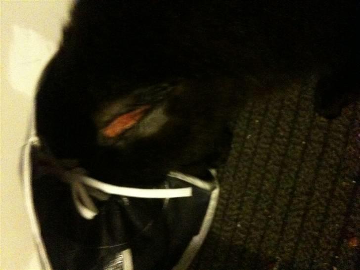 Blanding af racer Choko Black Devil <3333 - dette er hans sår :-( det er meget større når man løfter hans ben :´( 10 cm langt, 2 cm dybt og ca. 4 cm bredt :´( Min stakkels kat! <3 billede 8