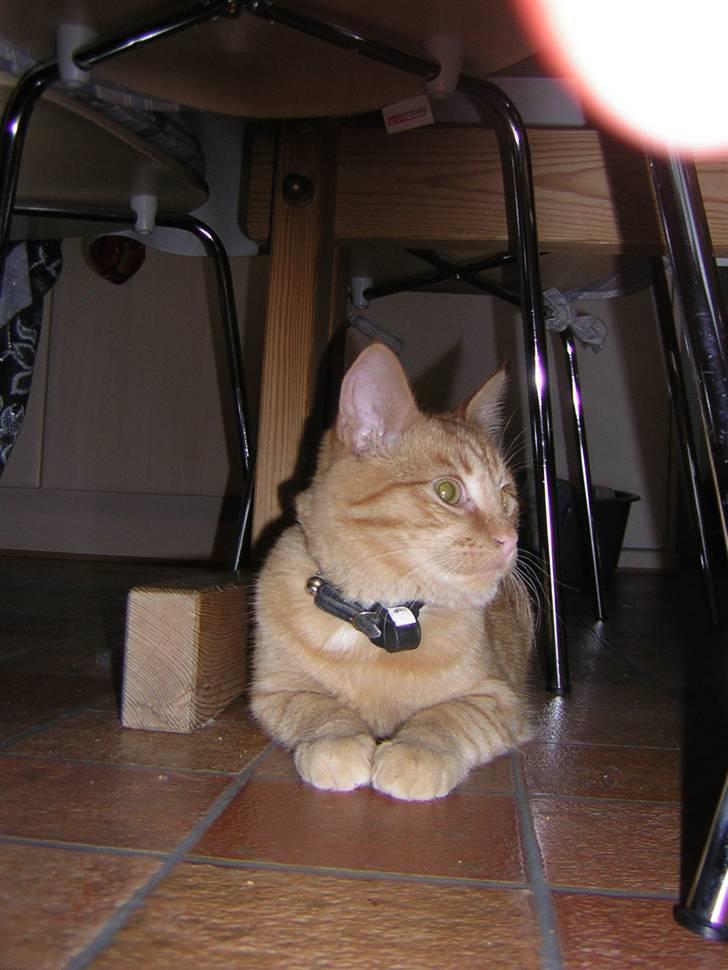 Huskat Prins <3 r.i.p  billede 1