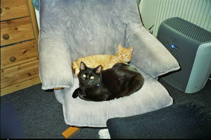 Huskat Prins <3 r.i.p  billede 2