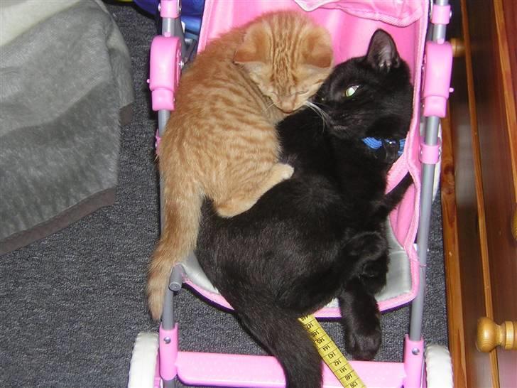 Huskat Prins <3 r.i.p  billede 3