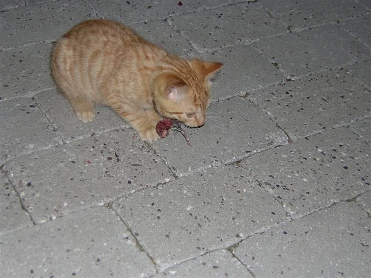 Huskat Prins <3 r.i.p  billede 4