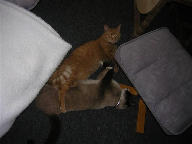 Huskat Prins <3 r.i.p  billede 5