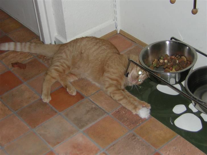 Huskat Prins <3 r.i.p  billede 6