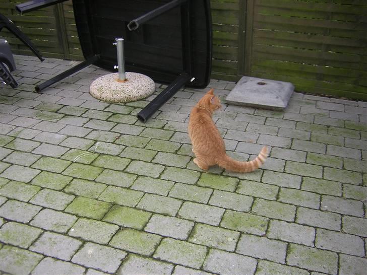 Huskat Prins <3 r.i.p  billede 7