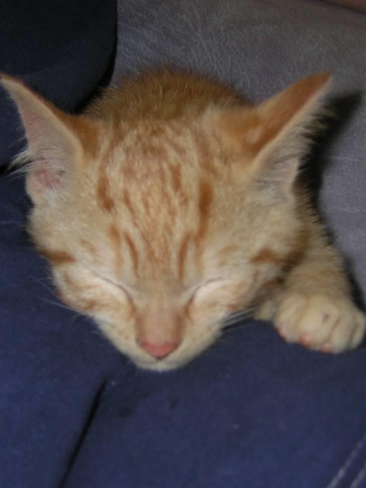 Huskat Prins <3 r.i.p  billede 8