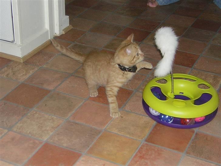 Huskat Prins <3 r.i.p  billede 9