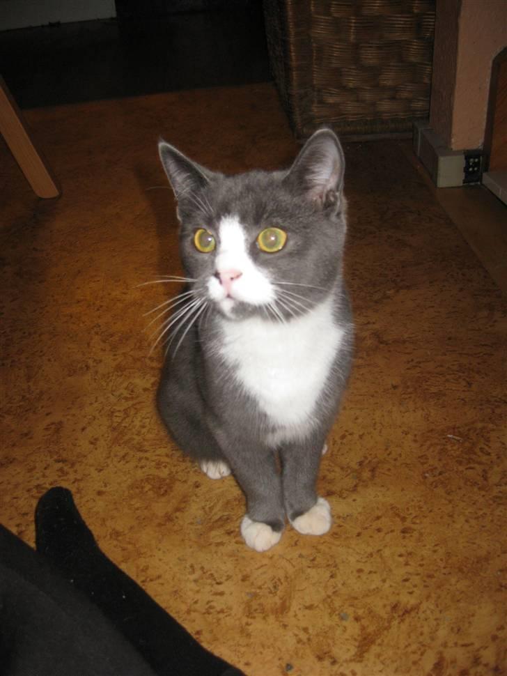 Huskat Bacardi  billede 10